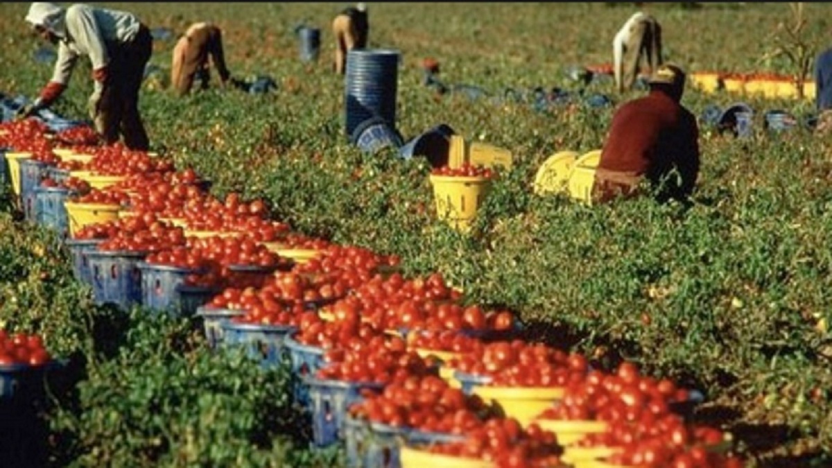 Lavoro stagionale: a fine marzo sono attesi oltre 82.000 lavoratori extracomunitari